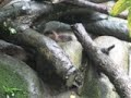 Cute otters