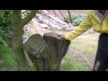 Click here to watch this video isamudefarm美味しい甲州小梅の秘密