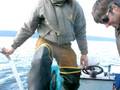 videos de Gonzalo and Real pulling up crabs