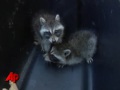 Raccoons Rescued From Vending Machine