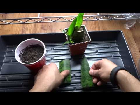 how to replant a snake plant