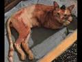 animal cruelity