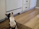 ALPO Real Meat Moments Video Contest