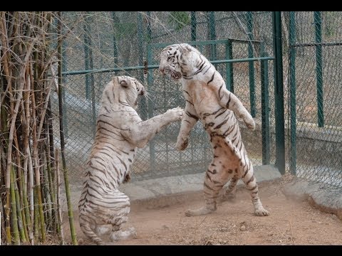 White Tiger