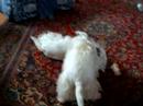 My Westies playing