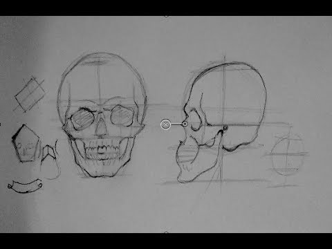 how to draw human anatomy