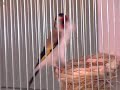 Darrrrek - Breeding carduelis major building nest AGATA FEMALE