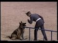 royal air force police dog demonstration team - royal tournament, earls court, july 1994