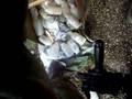 videos de 2°  video gara GURKHA 18 giugno 2006
