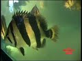 dats siamese tiger fish part 6