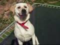 It's a Dog's Life
