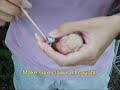 How to band a baby pigeon How to band a baby pigeon