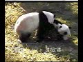 Mei and Tian.. 2008 A Mei and Tian.. 2008 A