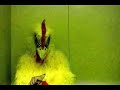 mctv: chicken!  penny war 07 