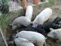 Mangalitsa Piglet Pear Frenzy