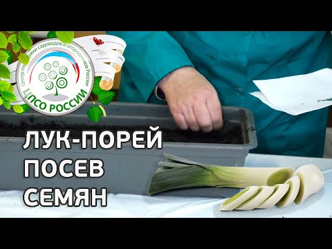 Посев семян лука-порея. Лук-порей выращивание из семян.