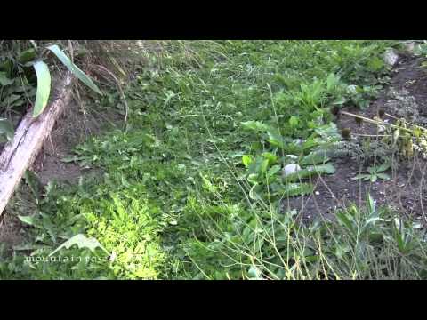 how to harvest dandelion root