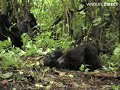 Mountain Gorillas Playing in bush