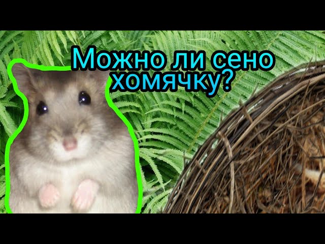 Можно ли давать сено хомячкам