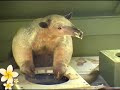 Educating With Animals