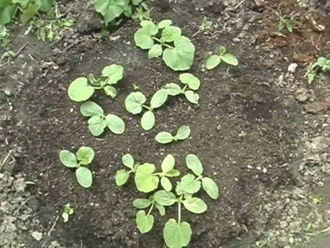 how to grow your own pumpkin patch