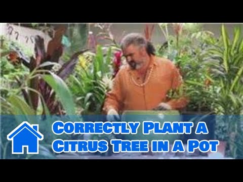 how to replant citrus