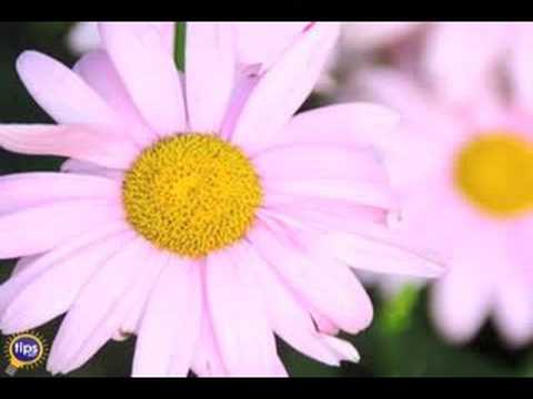 how to replant daisies