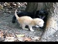 Cute Kittens in My Woods (Please Watch in High Quality)