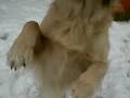 videos de April e la neve2