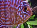 Meus Discus Meus Discus