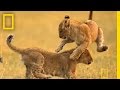 View Video