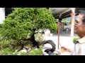 Bonsai. Private collection of Mr Robert Looi Hoong Whooi, Malaysia 2011