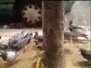 FEED THEM DON\