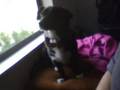 Abby the Corgi mix