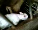 little white calf trying to eat a gate little white calf trying to eat a gate