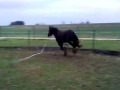 Lion Heart - Round Pen