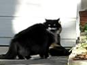 Benny Gets his Ass Kicked by Neighbor Cat