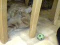 Our Enzo playing football:D... he\