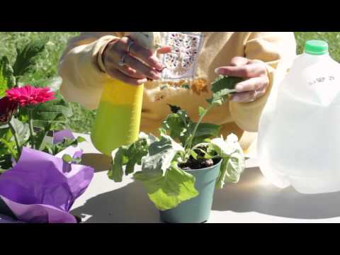 how to kill white fungus on plants