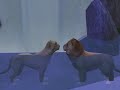 Le roi lion (Lion king) - l'amour brille sous les étoiles