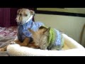 Loki and Jack in handmade sweaters