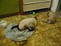 Ferrets at waterdish (part 4)