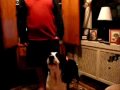 German Short Hair Pointer