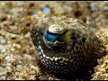 Bunaken Underwater - MES Expedition