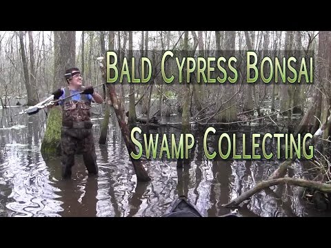 how to collect bald cypress seeds