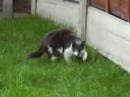 Quand Le Chat Attaque [attention Vidéo Choc]