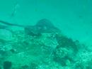 Black-blotched stingray Black-blotched stingray