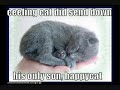 funny cats the 6th