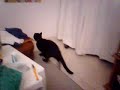 chat-rigolo-matte-chat.html