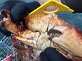 Crabbing With Dan